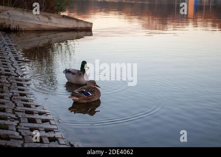 Paysage avec des canards sur un lac calme à la fin de la journée automne, réflexion de canard sur l'eau, beau lac avec des canards dans la lumière rouge de la fin Banque D'Images
