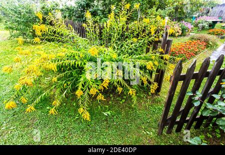 Fleurs décoratives jaunes à côté de l'ancienne clôture en bois dans le village Banque D'Images
