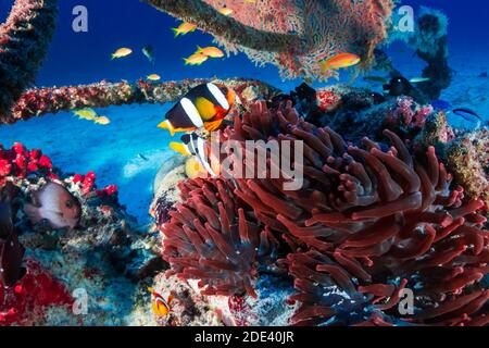 Poisson clownfish bagué dans leur anémone hôte sur un récif de corail foncé. Banque D'Images