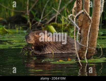 Castor nord-américain, Castor canadensis, se nourrissant de végétation aquatique. Banque D'Images