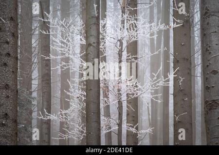 Forêt mixte dans le parc national de Mala Fatra le matin d'hiver, en Slovaquie. Banque D'Images
