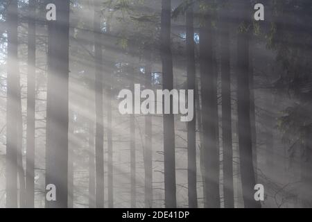 Forêt d'épicéa dans le parc national de Mala Fatra le matin de la brume, Slovaquie. Banque D'Images