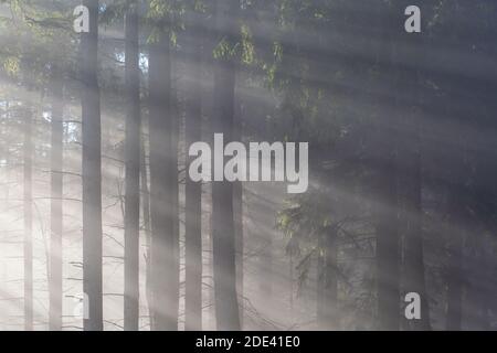 Forêt d'épicéa dans le parc national de Mala Fatra le matin de la brume, Slovaquie. Banque D'Images