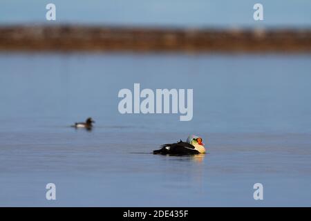 Le canard de l'Eider à roi mâle nageant dans l'eau près d'Arviat, au Nunavut Banque D'Images