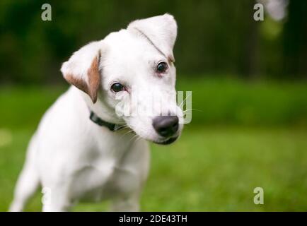 Un curieux Jack Russell Terrier écoutant la tête inclinaison Banque D'Images