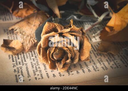 Une rose orangée sur une ancienne page de livre entourée de feuilles mourantes. Couleurs or et orange. Concept de perte et de mort Banque D'Images