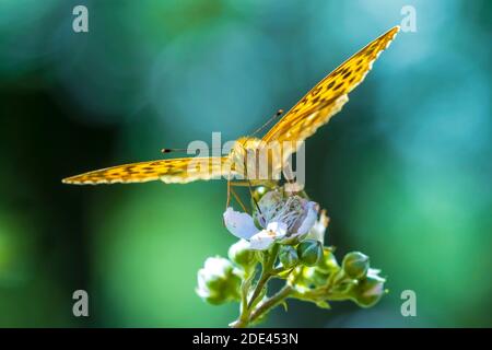 Gros plan d'un papillon fritillaire argenté, Argynnis pupia. Cette espèce a disparu en Hollande mais fait un retour les dernières années dû à Banque D'Images