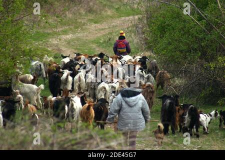 Comté de Buzau, Roumanie. Troupeau de chèvres conduit sur un sentier de colline par des enfants. Banque D'Images