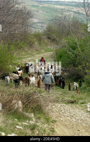 Comté de Buzau, Roumanie. Troupeau de chèvres conduit sur un sentier de colline par des enfants. Banque D'Images