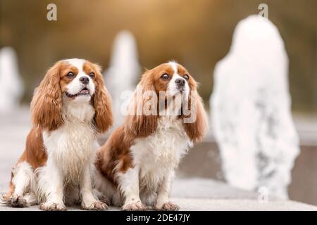 Deux jeunes chiens de spaniel du roi cacavalier charles sont près de l'eau fontaine dans la nature Banque D'Images