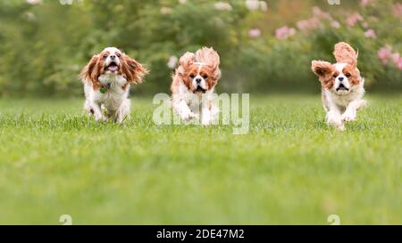 Trois jeunes chiens d'épagneul Charles, roi cavalier, sont en train de courir et de sauter ensemble sur l'herbe verte dans la nature. Banque D'Images