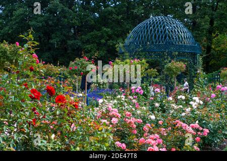 PEGGY ROCKEFELLER ROSE GARDEN ou Cranford Rose Garden au Brooklyn Botanical Garden, Brooklyn, NY. Banque D'Images