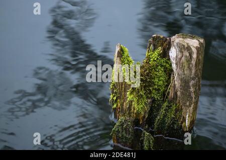 Piquet en bois rotten abîmé avec de la mousse en croissance est dans l'eau bleu foncé, l'espace de copie, la mise au point sélectionnée, la profondeur de champ étroite Banque D'Images