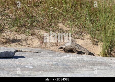 Steppenschuppentier / fond pangolin ou Cape pangolin/ Smutsia temminckii Banque D'Images