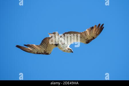 Voici vous regarder, Un grand Osprey, les ailes se sont répandues, survolant l'océan à la recherche du déjeuner, ciel bleu, Australie Banque D'Images