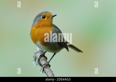 Le robin européen (erithacus rubecula) est situé sur la branche, Wilden, Rhénanie-du-Nord-Westphalie, Allemagne Banque D'Images