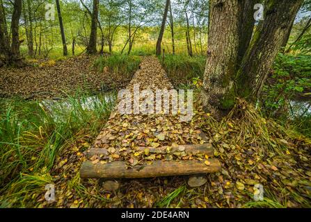 Pont en bois recouvert de feuilles d'automne tombées dans la forêt, réserve naturelle de Moenchbruch, Gross-Gerau, Hesse, Allemagne Banque D'Images