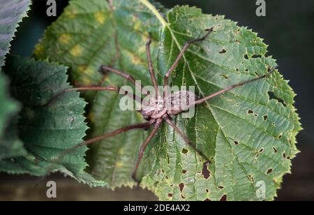 Araignée grand angle (Eratigena atrica), famille des araignées en entonnoir (Agenelidae), Valais, Suisse Banque D'Images