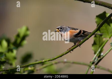 Brambling (Fringilla montifringilla) oiseau femelle adulte perché sur une branche d'arbre de houx, Norfolk, Angleterre, Royaume-Uni Banque D'Images