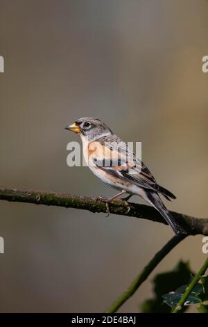 Brambling (Fringilla montifringilla) oiseau femelle adulte perché sur une branche d'arbre de houx, Norfolk, Angleterre, Royaume-Uni Banque D'Images