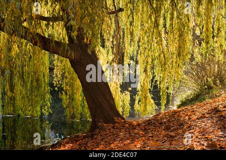 Pleurer saule sur les rives du Neckar, Tuebingen, Bade-Wurtemberg, Allemagne Banque D'Images