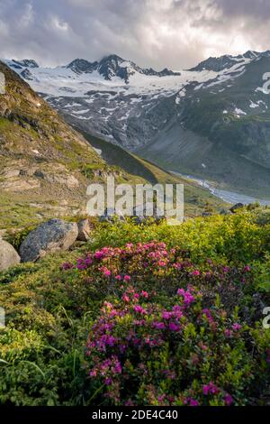 Ambiance nocturne, roses alpines roses devant les montagnes sur le Berliner Hoehenweg, derrière Grosser Moeseler, glacier Waxeggkees, Alpes de Zillertal Banque D'Images