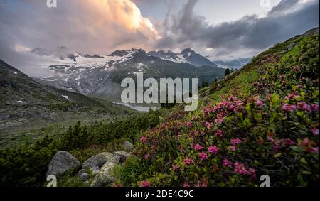 Ambiance nocturne, roses alpines roses devant les montagnes sur le Berliner Hoehenweg, derrière Grosser Moeseler, glacier Waxeggkees, Alpes de Zillertal Banque D'Images