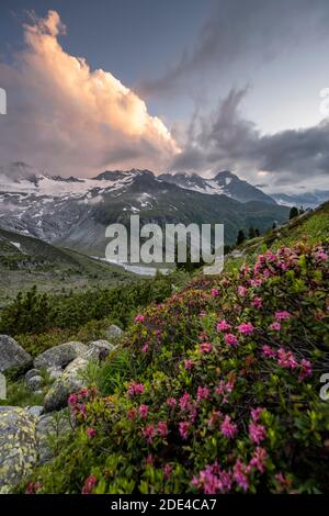 Ambiance nocturne, roses alpines roses devant les montagnes sur le Berliner Hoehenweg, derrière Grosser Moeseler, glacier Waxeggkees, Alpes de Zillertal Banque D'Images