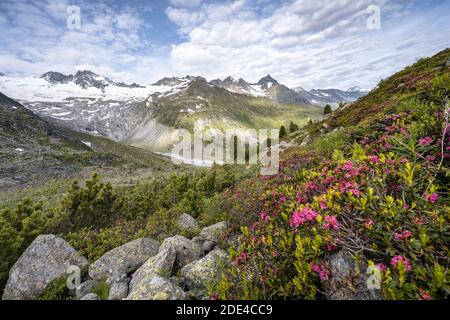 Roses alpines roses en face des montagnes sur le Berliner Hoehenweg, gauche Grosser Moeseler, glacier Waxeggkees, Alpes de Zillertal, Zillertal, Tyrol Banque D'Images