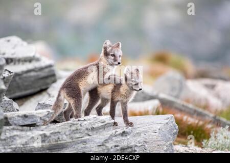Jeu de jeunes renards arctiques (Vulpes lagopus), parc national Dovrefjell-Sunndalsfjella, Norvège Banque D'Images