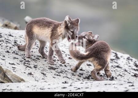 Jeu de jeunes renards arctiques (Vulpes lagopus), parc national Dovrefjell-Sunndalsfjella, Norvège Banque D'Images