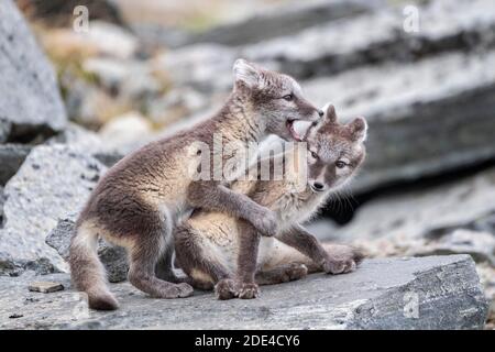 Jeu de jeunes renards arctiques (Vulpes lagopus), parc national Dovrefjell-Sunndalsfjella, Norvège Banque D'Images