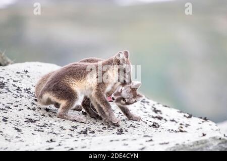 Jeu de jeunes renards arctiques (Vulpes lagopus), parc national Dovrefjell-Sunndalsfjella, Norvège Banque D'Images