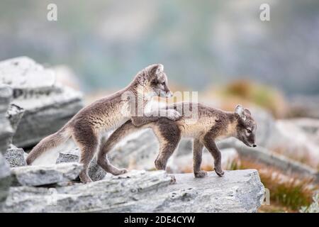 Jeu de jeunes renards arctiques (Vulpes lagopus), parc national Dovrefjell-Sunndalsfjella, Norvège Banque D'Images