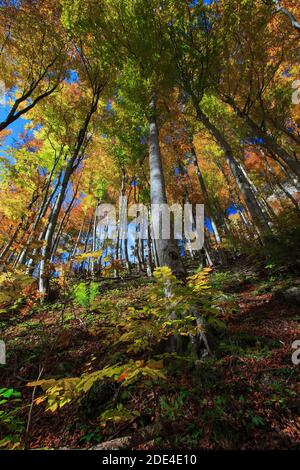 Forêt de hêtre en automne, Suisse Banque D'Images