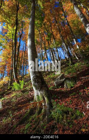 Forêt de hêtre en automne, Suisse Banque D'Images