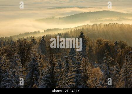 Forêt de sapins enneigés avec des wafts de brume, Oberland de Zurich, Suisse Banque D'Images