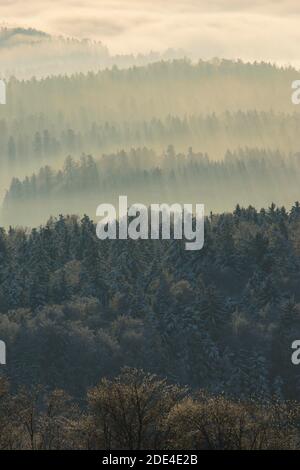 Forêt de sapins enneigés avec des wafts de brume, Oberland de Zurich, Suisse Banque D'Images