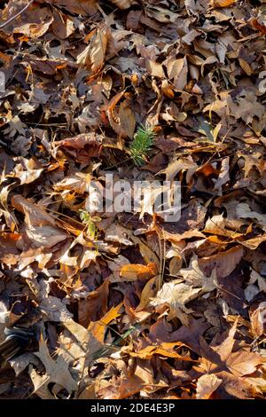 Mais un petit aperçu de ce qui entoure votre vision lors d'une promenade d'automne dans la forêt. Banque D'Images