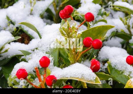 Skimmie, Skimmia japonica reevesiana, Suisse Banque D'Images