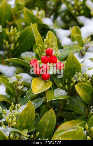 Skimmie, Skimmia japonica reevesiana, Suisse Banque D'Images