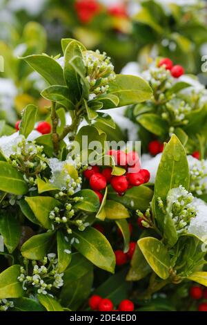 Skimmie, Skimmia japonica reevesiana, Suisse Banque D'Images