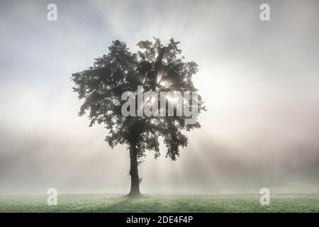 Chêne dans la brume, Berne, Suisse, Quercus spec Banque D'Images