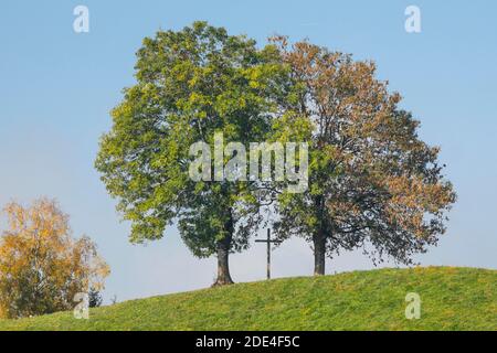 Oaks et croix en bois, Oberaegeri, Suisse, Oberaegeri, Quercus spec Banque D'Images