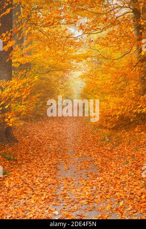 Sentier forestier, Oberland de Zurich, Suisse Banque D'Images