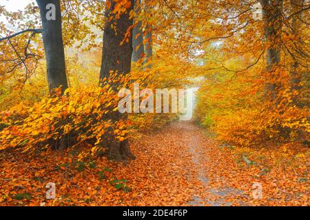 Sentier forestier, Oberland de Zurich, Suisse Banque D'Images