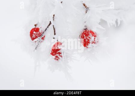 Boule de neige commune avec du givre, Suisse, Viburnum opulus Banque D'Images