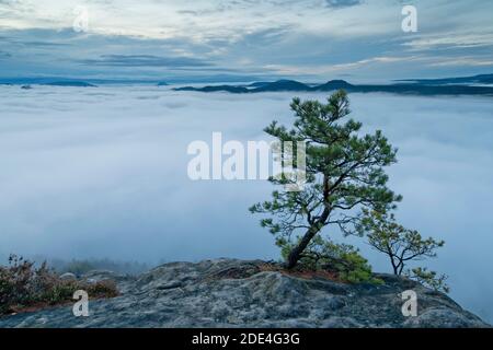 Brouillard dans la vallée de l'Elbe, Saxe, Allemagne, lever du soleil, crépuscule avec pin météo sur le Lilienstein avec vue sur la Suisse saxonne sur Papsstein et Banque D'Images