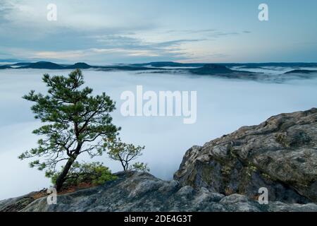 Brouillard dans la vallée de l'Elbe, Saxe, Allemagne, lever du soleil, crépuscule avec pin sur le Lilienstein avec vue sur la Suisse saxonne sur Pfaffenstein et Banque D'Images