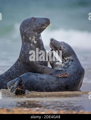 Paire de phoques gris (Halichoerus grypus) jouant dans la mer du Nord, île, Helgoland, Allemagne Banque D'Images